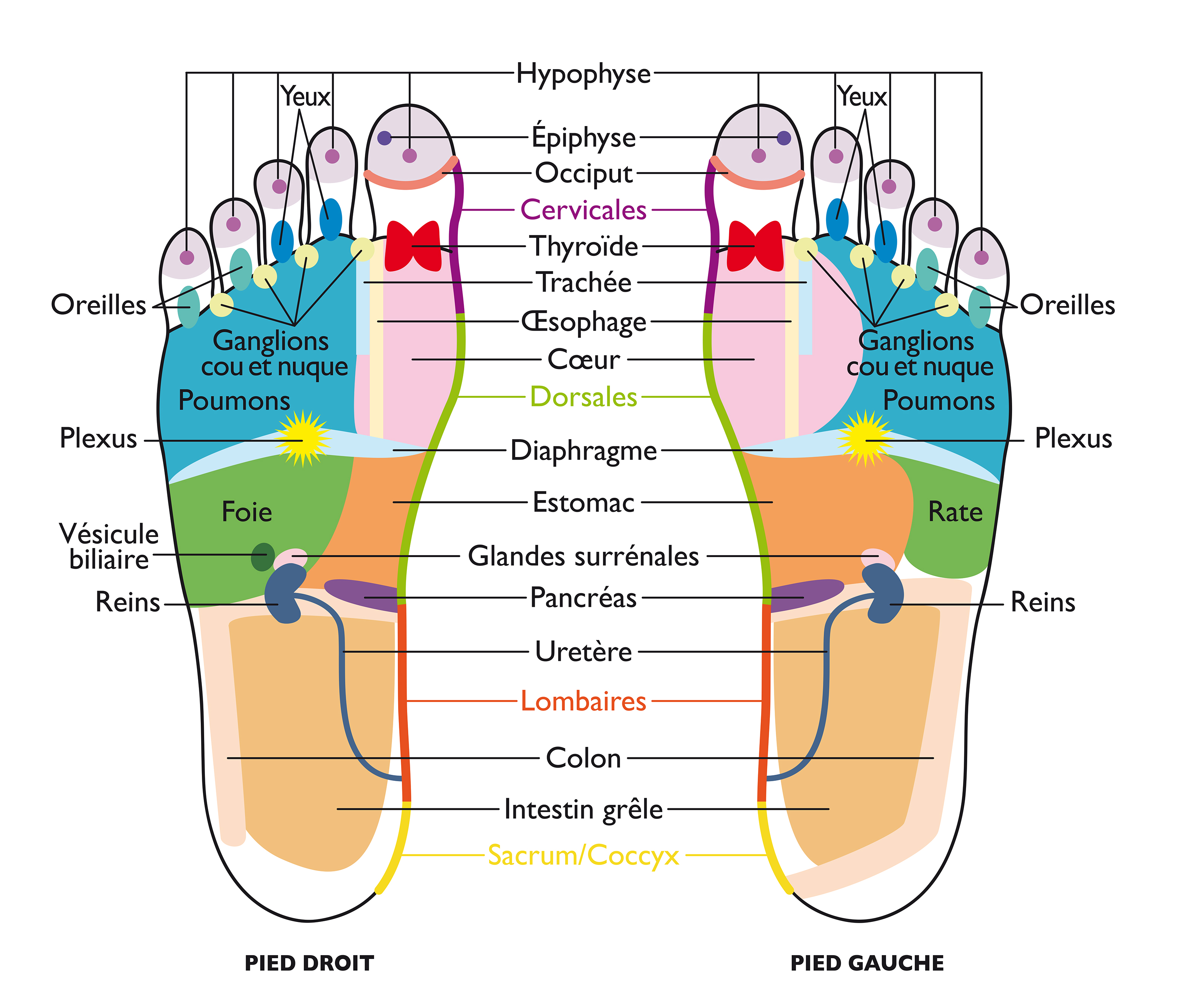 carte zone réflexe des pieds droit et gauche  © Véronique Lecerf